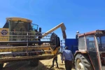Kütahya’da yerli ve milli tohumlarda nohut hasadı gerçekleştirildi