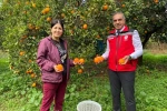 Kuyucak’ta portakal hasadı yapıldı, üreticilere belgeleri teslim edildi