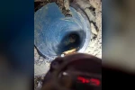 Kuyuya düşen yavru köpek kurtarıldı