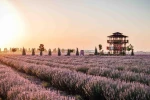 Lavanta Bahçesi kapılarını açtı