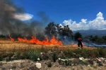 Limon bahçesindeki ot yangını