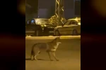 Mahallede yiyecek arayan tilki kamerada
