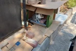 Mahalleli ve cami cemaatinin baktığı kedilerin evlerini çöpe attılar
