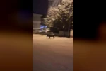 Mahalleye inen domuzları böyle kovaladı