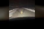 Mahalleye inen kurt, araç önünde kilometrelerce ilerledi