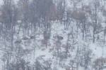 Malatya’da aç kalan domuz ve kurtlar, yerleşim yerlerine indi