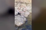 Malatya’da amatör balıkçı ile kedi arasındaki diyalog gülümsetti