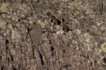 Malatya’da ayı ve yavrusu görüntülendi