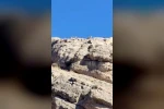 Malatya’da dağlık alanda yaban keçisi sürüsü görüntülendi