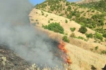Malatya’da orman yangını
