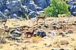 Malatya’da sürü halindeki yaban keçileri görüntülendi