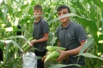 Malatya’da Tarım Lisesi Öğrencileri silajlık mısır hasadına başladı 