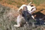 Malatya’da vaşak-köpek kavgası kamerada 