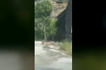 Malatya’da yaban keçileri karayolunda görüntülendi