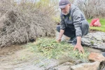 Malatya’da yemlik otuna yoğun ilgi