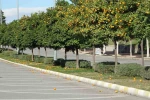 Manavgat’ta fırtına ve yağmur turunçları yollara döktü 