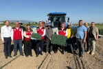Manisa’da 131 bin dekarlık alanda domates mesaisi