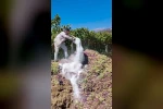 Manisa’da yasaklı ilaç kullanılan 6 ton üzüm imha edildi