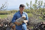 Manisalı sağlıkçı genç kangal yetiştiricisi oldu