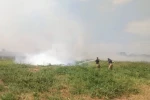 Manyas ve Bandırma arasında sazlık alanda yangın çıktı