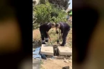 Mardin’de kuyuda görülen yılan doğaya bırakıldı