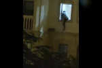 Mardin’de mahsur kalan kedi kurtarıldı