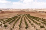 Mardin’in beyaz toprakla mayalanan meşhur üzüm pekmezi coğrafi işaret yolunda