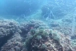 Marmara Denizi’nde yeni müsilaj alarmı