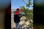 Marmaraereğlisi’nde zararlılara karşı tuzaklı mücadele