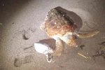 Marmaris’te 2 caretta caretta kıyıya vurdu