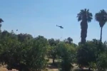 Marmaris’te zirai alan yangını kontrol altında