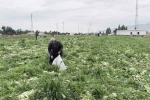 Marul toplama maliyetini karşılamayınca bedava dağıttı