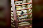 Mazgala düşen yavru kediyi itfaiye kurtardı