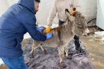 Mazıdağı Belediyesinin "sahip çıkıldı" dediği sıpa sokağa terk edildi