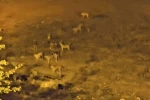 Mazıdağı’nda sokak köpekleri, vatandaşların korkulu rüyası oldu