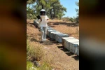 Menteşe’de arı kovan destekleme tespit çalışmaları devam ediyor