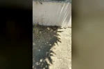 Menteşe’de zehirli engerek okul bahçesinde görüldü