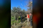 Menteşe’de zeytin ağaçları mercek altında