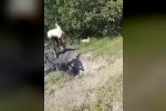 Merada otlayan büyükbaş hayvan define çukuruna düştü