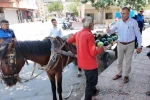 Mersin’de bitkin düşen at yeni yuvasına kavuştu