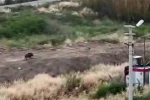Mersin’de domuz sürüsü köpeği kovaladı: O anlar kamerada