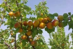 Mersin’de kayısı hasadı başladı, üretici verimden memnun