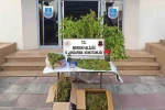 Mersin’de kenevir ekip uyuşturucu üreten şüpheli tutuklandı