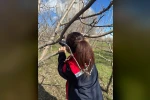 Meyve ağaçlarında budama çalışmaları devam ediyor