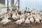 Meyve bahçelerinde yabani otla mücadelede kazlar sahaya indi