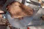 Mezarlıkları büyülerle doldurdular