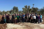 Milas’ta 151 zeytin ağacı doğal saksı yöntemiyle yeni yerlerine taşındı