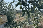 Milas’ta bilimsel yöntemlerle taşınan zeytin ağaçları, bir yıl dolmadan yeniden meyve vermeye başladı