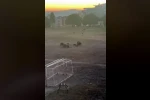 Milas’ta yaban domuzları futbol sahasını mesken tuttu