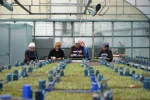 Milyonlarca sebze fidesi profesyonel ellerde üretiliyor 